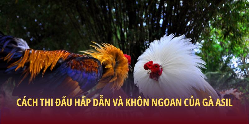 Cách thi đấu hấp dẫn và khôn ngoan của Gà Asil