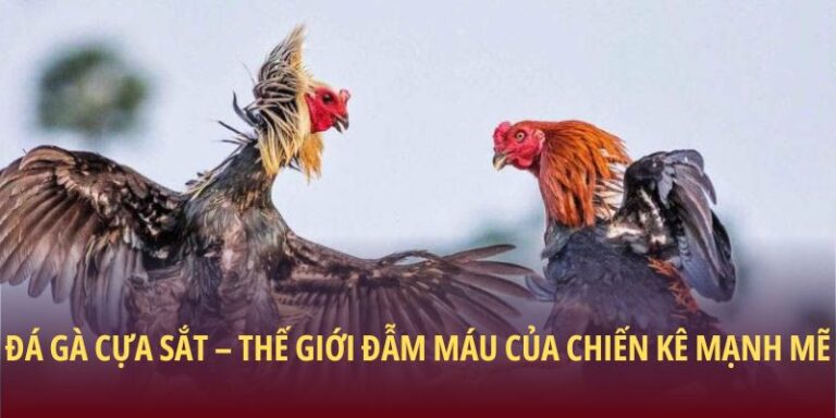 Đá gà cựa sắt