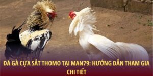 Đá gà cựa sắt Thomo