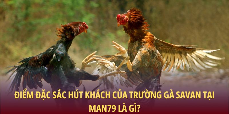 Điểm đặc sắc hút khách của trường gà Savan tại Man79 là gì?