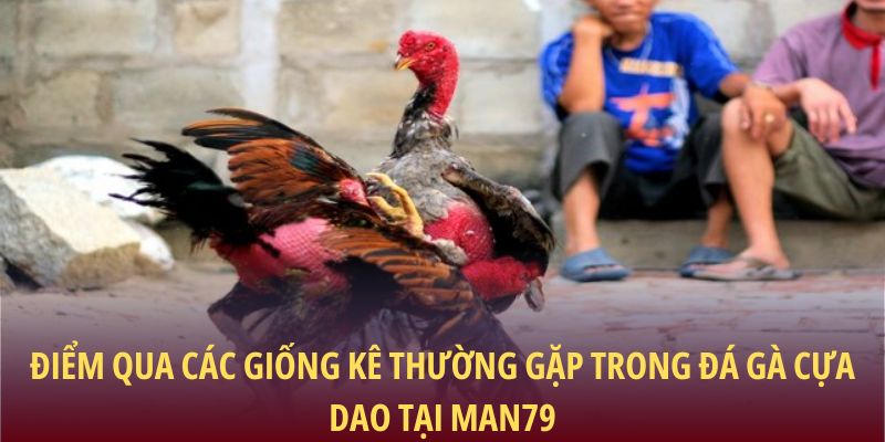 Điểm qua các giống kê thường gặp trong đá gà cựa dao tại Man79