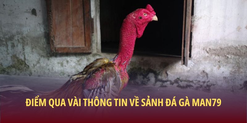 Điểm qua vài thông tin về sảnh đá gà Man79