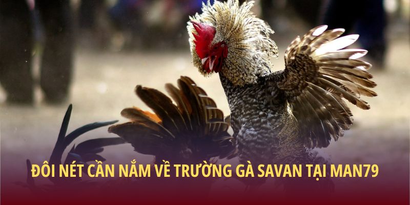 Đôi nét cần nắm về trường gà Savan tại Man79