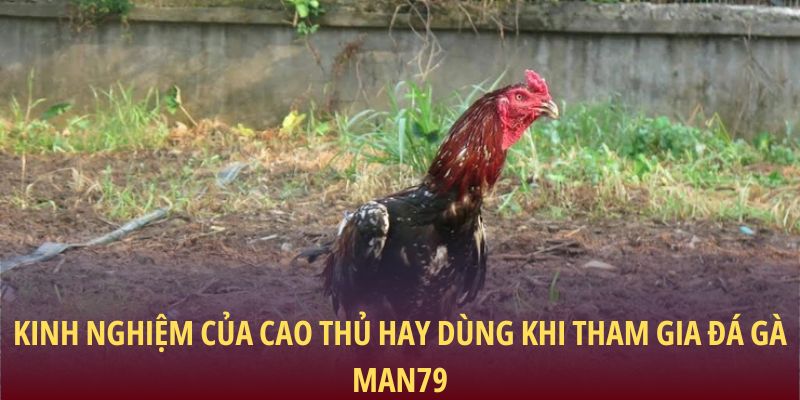 Kinh nghiệm của cao thủ hay dùng khi tham gia đá gà Man79