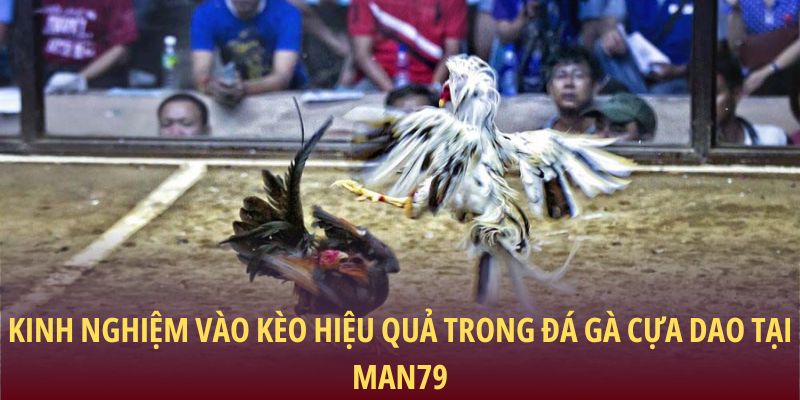 Kinh nghiệm vào kèo hiệu quả trong đá gà cựa dao tại Man79
