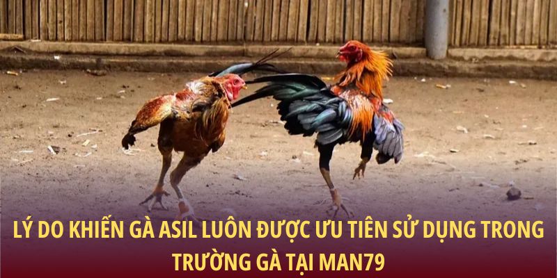 Lý do khiến Gà Asil luôn được ưu tiên sử dụng trong trường gà tại Man79