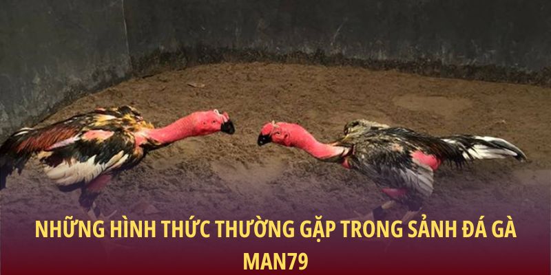Những hình thức thường gặp trong sảnh đá gà Man79