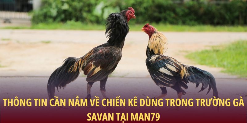 Thông tin cần nắm về chiến kê dùng trong trường gà Savan tại Man79