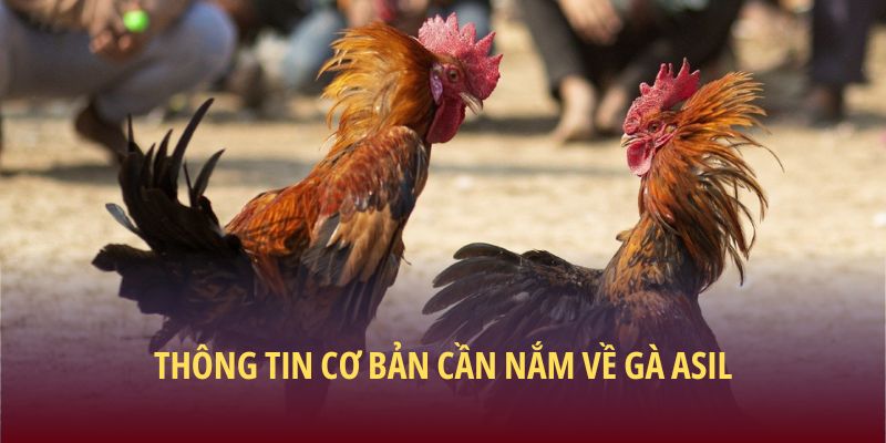 Thông tin cơ bản cần nắm về Gà Asil