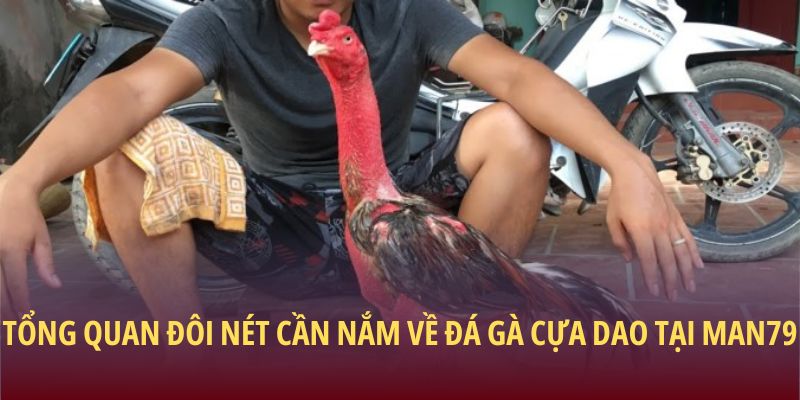 Tổng quan đôi nét cần nắm về đá gà cựa dao tại Man79