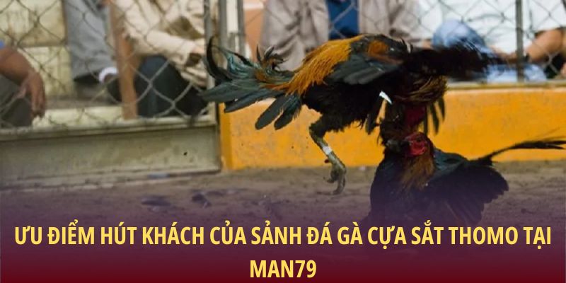 Ưu điểm hút khách của sảnh đá gà cựa sắt Thomo tại Man79
